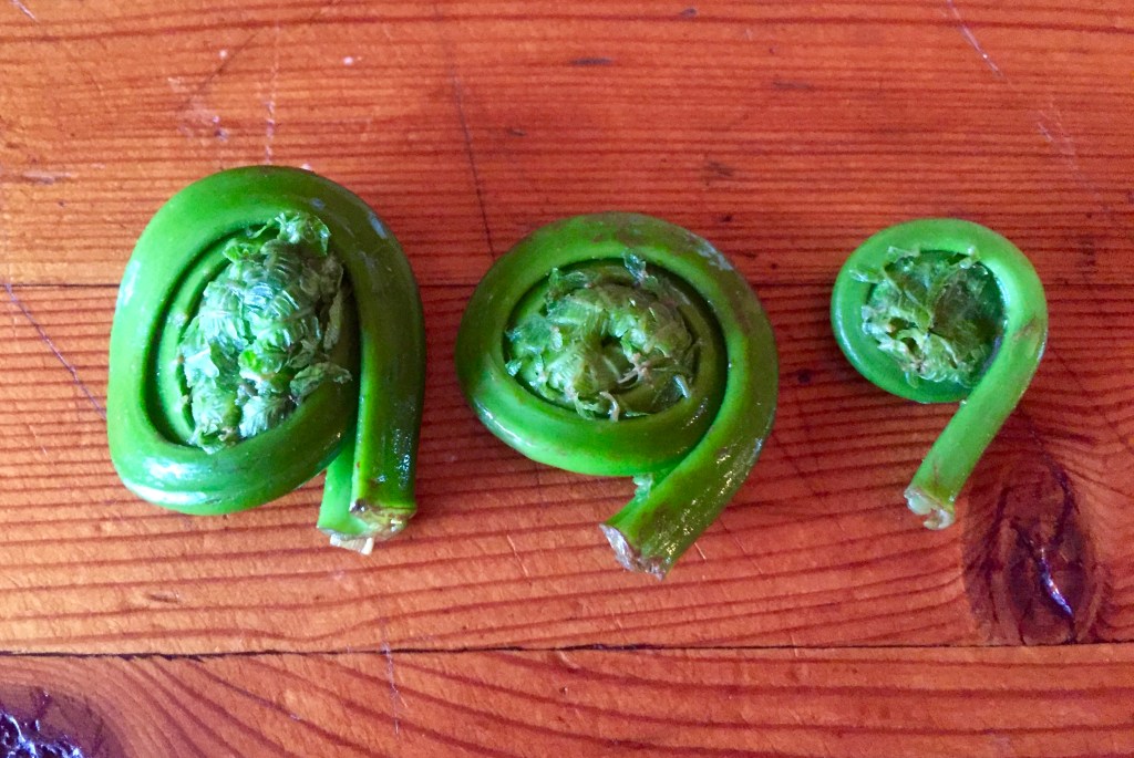 springtime means fiddleheads