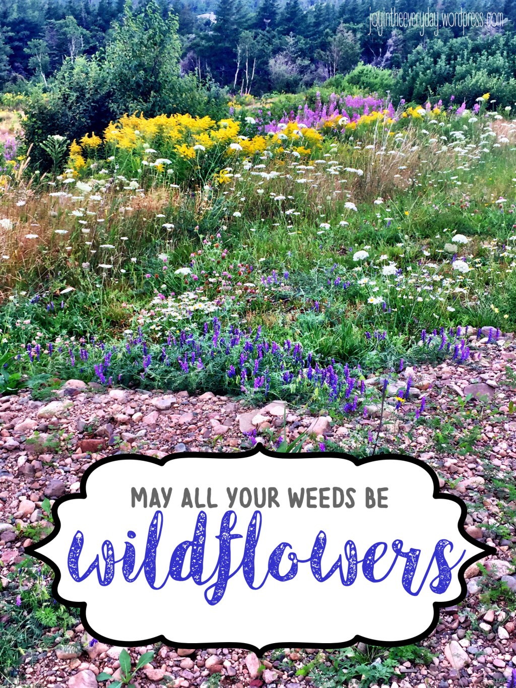 may all your weeds be&nbsp;wildflowers